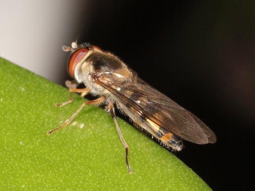 Réf. 295 378 : Meliscaeva auricollis